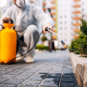 Dedetização ou detetização? Qual é a palavra correta?